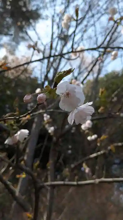 向日神社(京都府)