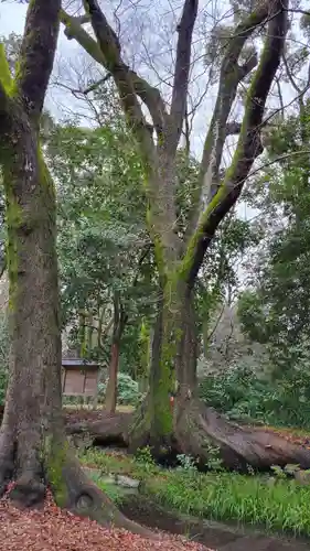 賀茂御祖神社（下鴨神社）の自然
