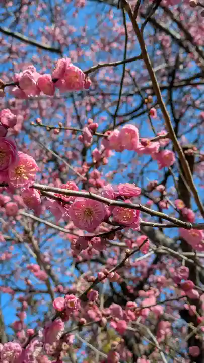 旦椋神社(京都府)