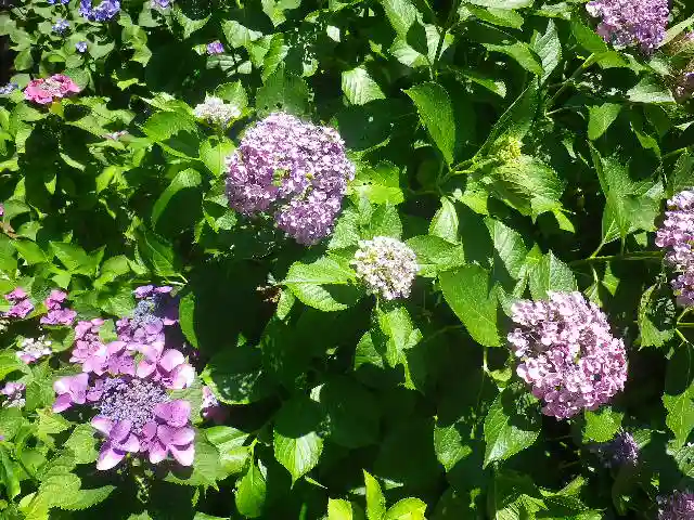 葛原岡神社の自然
