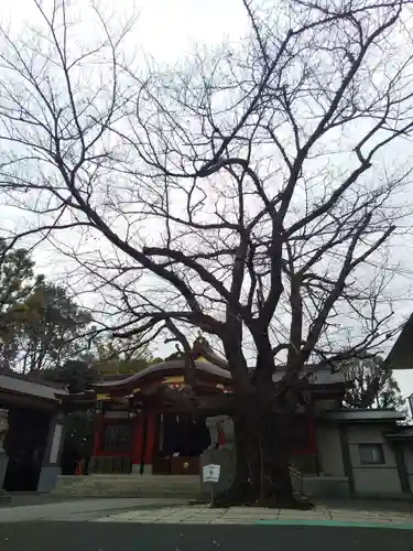 旗岡八幡神社の自然