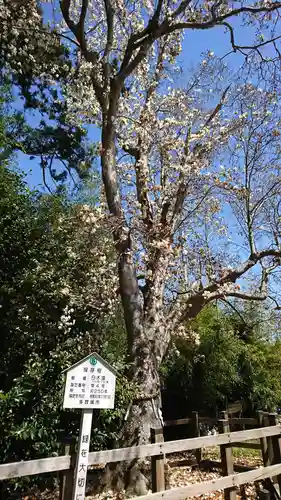 陸奥総社宮の自然