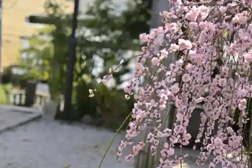 所澤神明社(埼玉県)