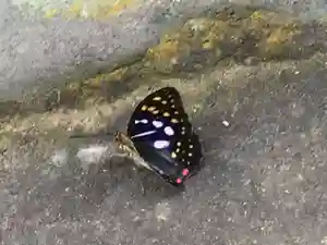 国宝 大法寺の動物(2019年07月04日(木) 15時25分30秒投稿)