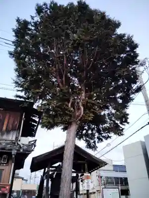 清瀧神社の自然