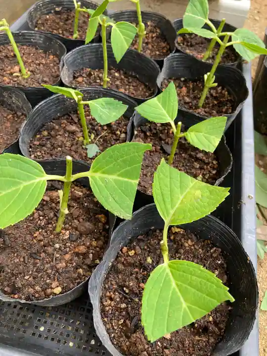 息栖神社の自然