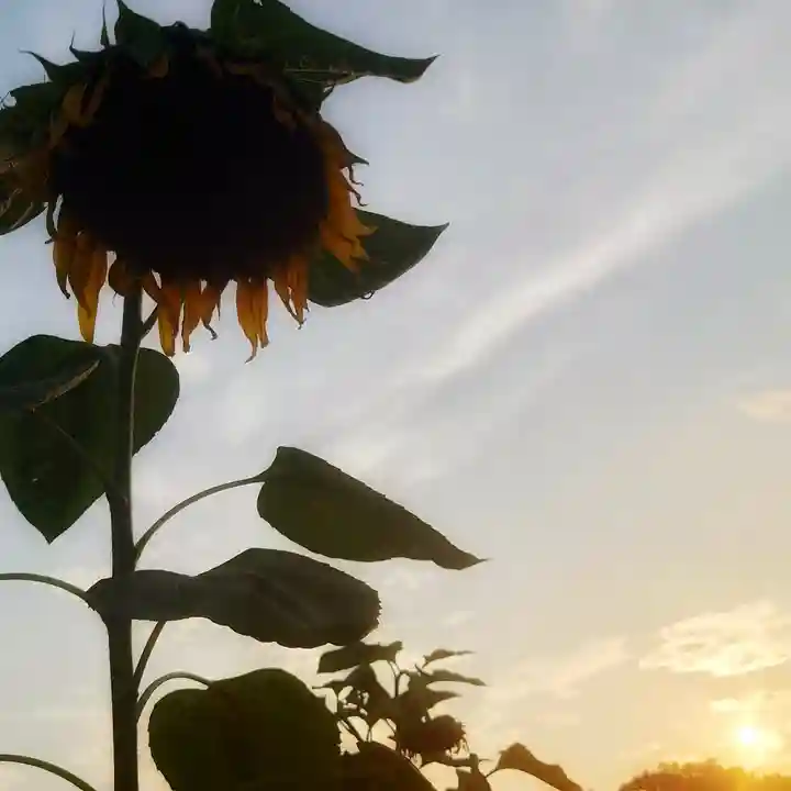 鈴置神社(矢合)の自然