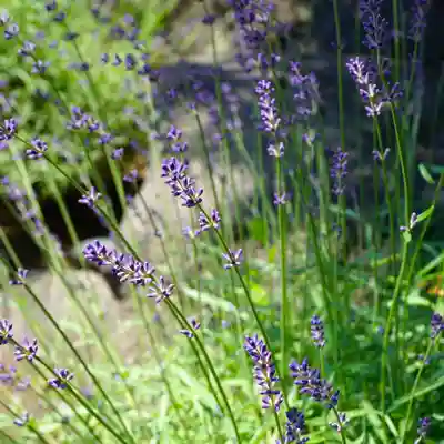 成田山大照寺(北海道)