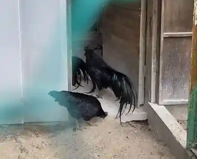 玉祖神社(山口県)