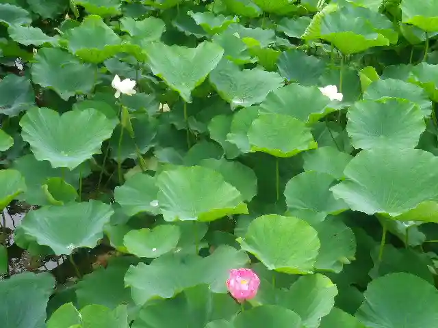 鶴岡八幡宮の自然
