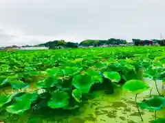 青麻神社の自然