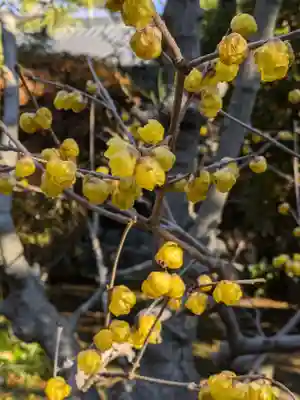 蓮光寺(東京都)