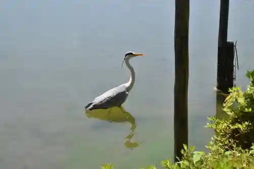 平安神宮の動物