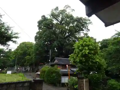 伊倉南八幡宮の自然