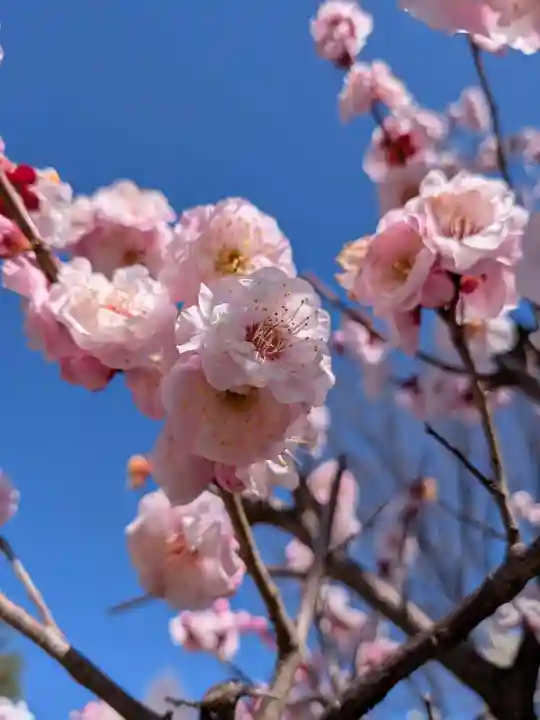 瑞円寺(東京都)