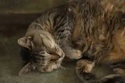 玉野御嶽神社(愛知県)