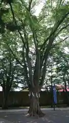 乃木神社の建物その他