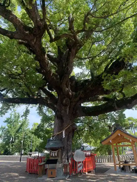 百舌鳥八幡宮の{uncategorized: "未分類", other: "その他", undefined: "問題あり", building: "その他建物", grave: "お墓", sacred_gate: "鳥居", guardian: "狛犬", statue: "像", buddha: "仏像", history: "歴史", nature: "自然", garden: "庭園", animal: "動物", pagoda: "塔", temizu: "手水舎", mountain_gate: "山門・神門", sanctuary: "本殿・本堂", subordinate: "末社・摂社", art: "芸術", scenery: "景色", jizo: "地蔵", ema: "絵馬", goshuin: "御朱印", omikuji: "おみくじ", items: "授与品その他", amulet: "お守り", goshuincho: "御朱印帳", eats: "食事", festival: "お祭り", votive_dance: "神楽", shichigosan: "七五三参", wedding: "結婚式", experience: "体験その他", initially: "初詣", around: "周辺", anti_infection: "感染症対策"}