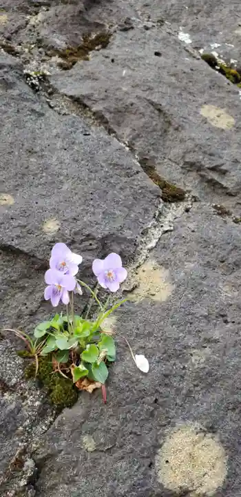 新倉富士浅間神社の自然