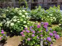 日吉八王子神社の自然