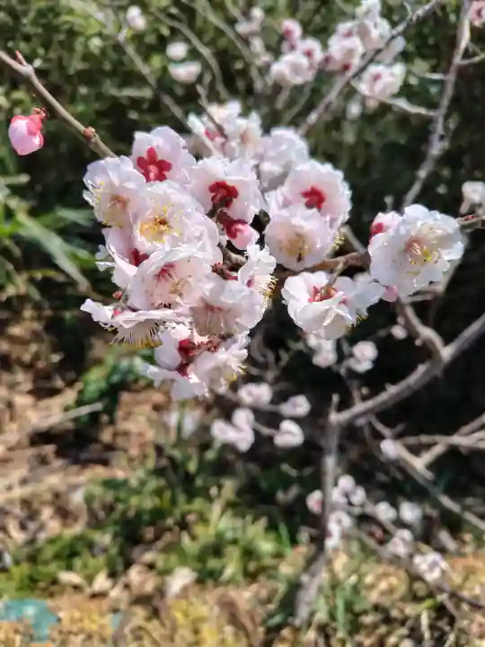 愛宕神社の{uncategorized: "未分類", other: "その他", undefined: "問題あり", building: "その他建物", grave: "お墓", sacred_gate: "鳥居", guardian: "狛犬", statue: "像", buddha: "仏像", history: "歴史", nature: "自然", garden: "庭園", animal: "動物", pagoda: "塔", temizu: "手水舎", mountain_gate: "山門・神門", sanctuary: "本殿・本堂", subordinate: "末社・摂社", art: "芸術", scenery: "景色", jizo: "地蔵", ema: "絵馬", goshuin: "御朱印", omikuji: "おみくじ", items: "授与品その他", amulet: "お守り", goshuincho: "御朱印帳", eats: "食事", festival: "お祭り", votive_dance: "神楽", shichigosan: "七五三参", wedding: "結婚式", experience: "体験その他", initially: "初詣", around: "周辺", anti_infection: "感染症対策"}