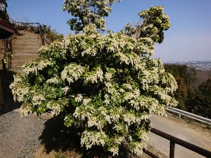 龍籠山金比羅宮の自然
