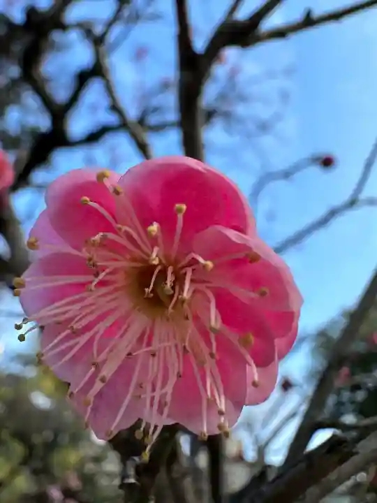 布多天神社(東京都)