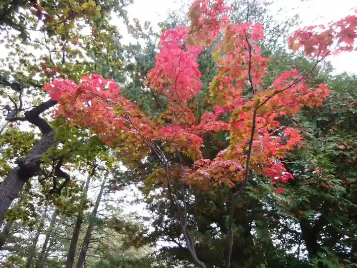 北海道神宮の自然