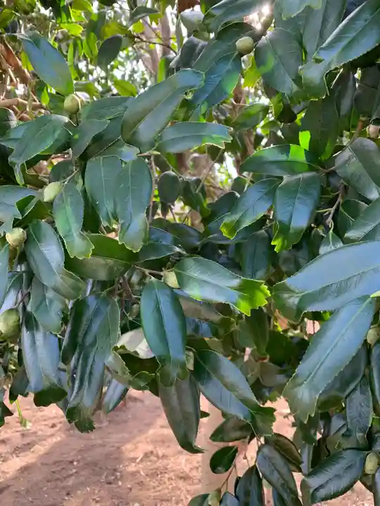 下野薬師寺 (旧 安國寺)の自然