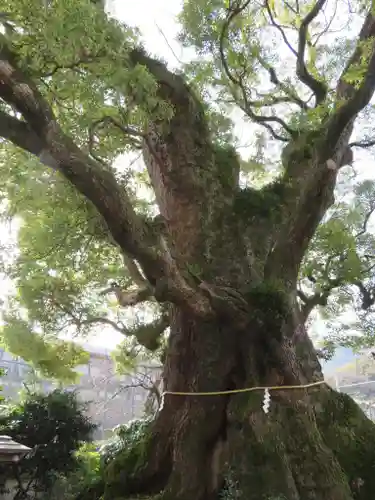 五所神社の自然