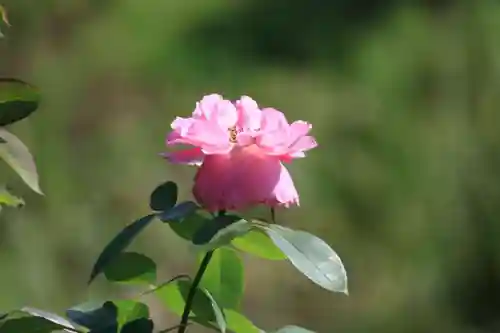 高司神社〜むすびの神の鎮まる社〜(福島県)