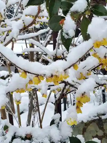 沙沙貴神社の自然