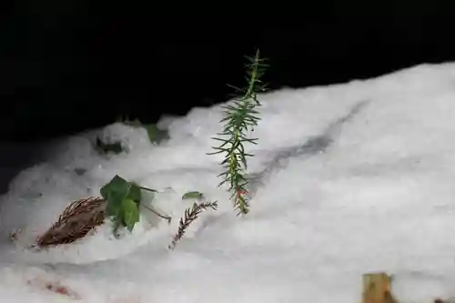 鹿島大神宮の自然