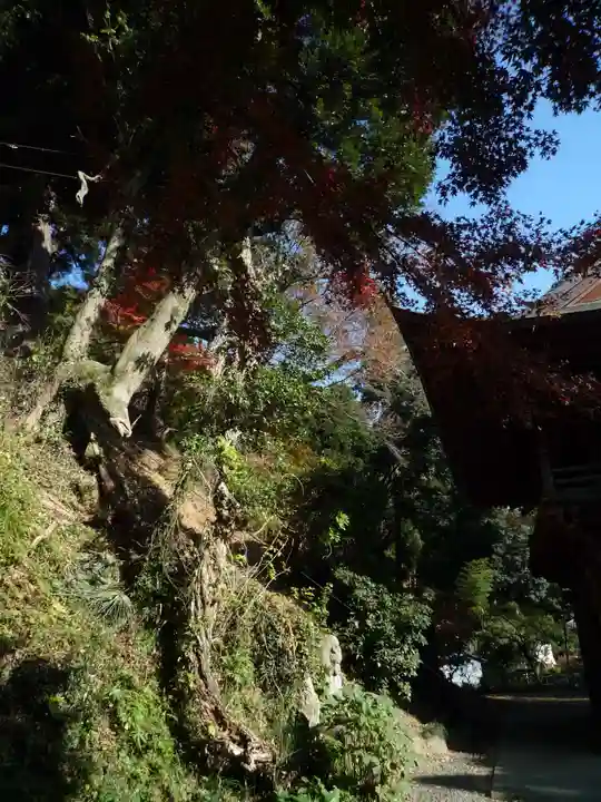 宝樹院小山寺の自然