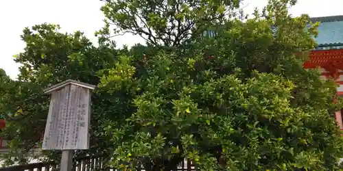 平安神宮の自然