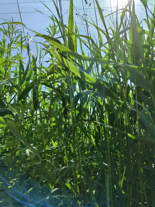 厚別神社(北海道)