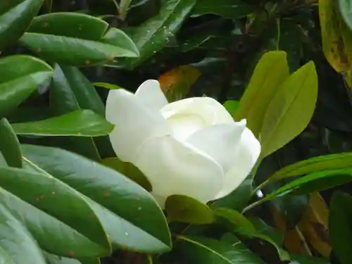 亀ケ池八幡宮の自然