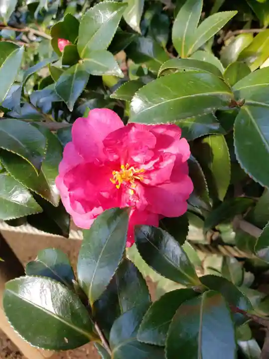 妙法寺(東京都)