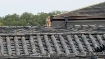 西宮大神宮・住吉大神宮・金刀比羅宮の動物