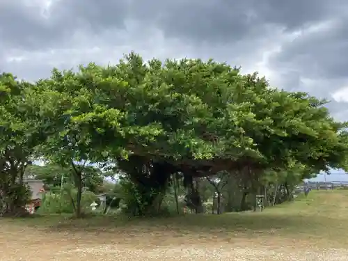 高千穂神社の自然