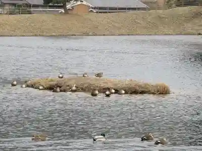 崇神天皇　山邊道勾岡上陵の動物