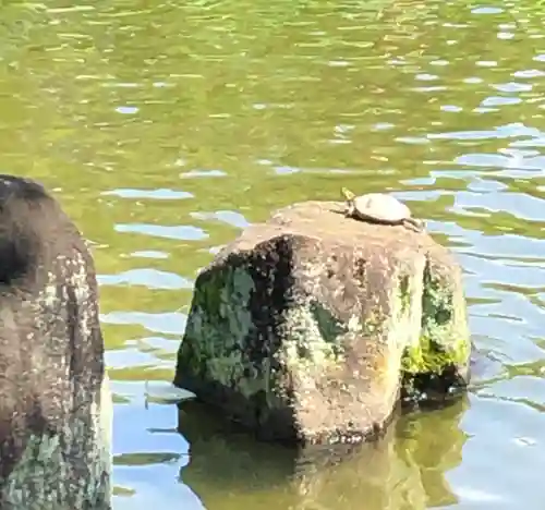 大國魂神社の動物