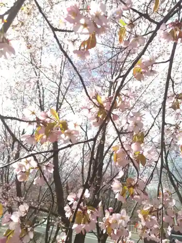 厚別神社の自然