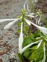 多田幸寺の自然