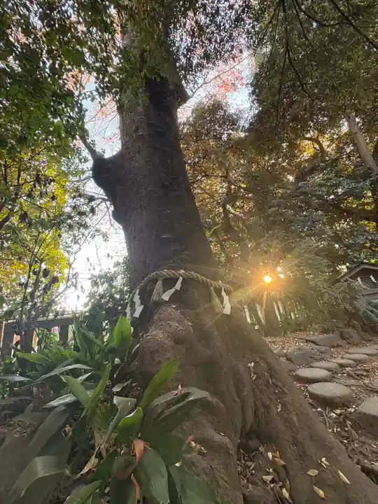 川越氷川神社(埼玉県)