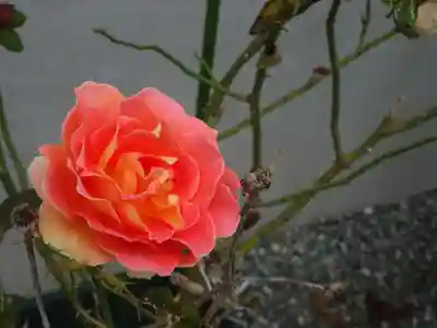 伊勢原 法泉寺のその他建物