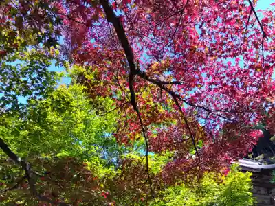 宝泉院(京都府)