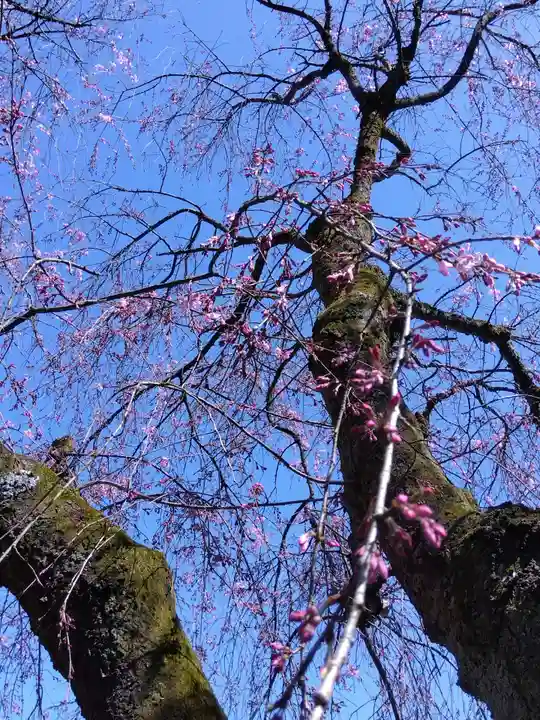 安養寺(福井県)
