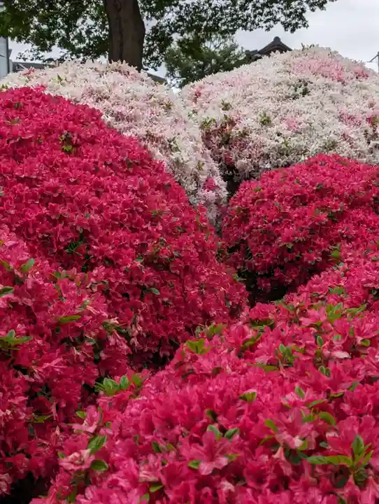 根津神社(東京都)
