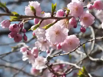 園城寺（三井寺）の自然